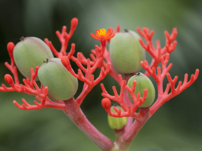 🔥50% de Réduction🌱🌸Graines de Bégonia ventru